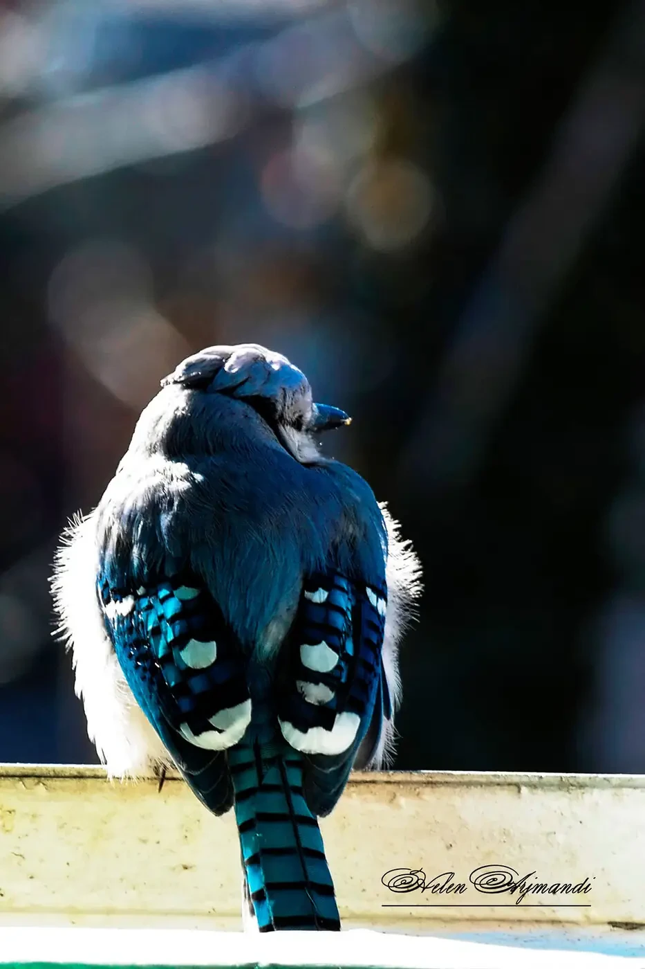 A blue jay perched in winter light, photographed from behind.