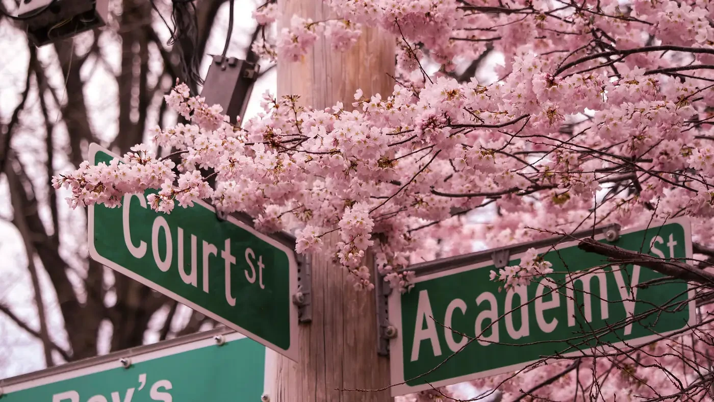 Street signs reading Court and Academy at a crossroads, framed by cherry blossom.